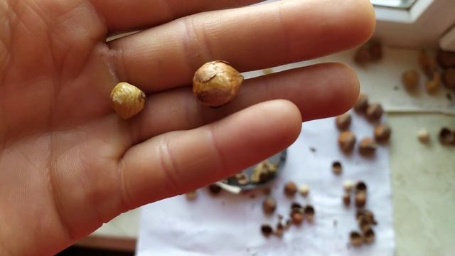 ФУНДУК . Порівняння горішків сортів Обільний та Україна 50 оригінальна (не Україна 50 "моя" ) смотреть онлайн