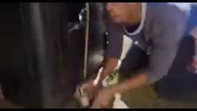 шайло младший