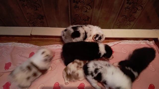 Помёт П, 5 недель. смотреть онлайн