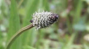 211. Подорожник ланцетный - Plantago lanceolata