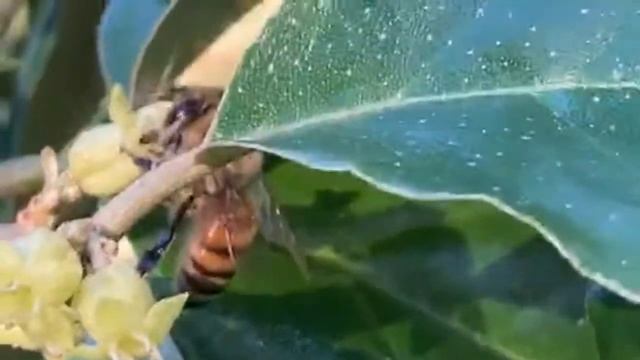 preparing for a hard freeze!  tropical fruit protection methods