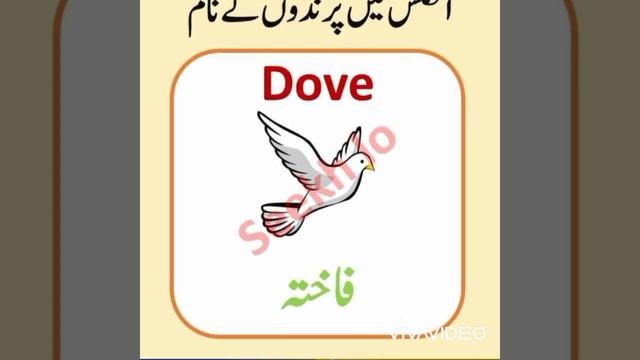 birds names in english and urdu смотреть онлайн