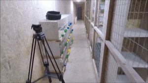 Голуби Николаевские! Питомник им. Брагина А.С.