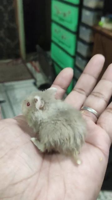 Yellow ticking Collard Dove Campbell Dwarf hamster смотреть онлайн