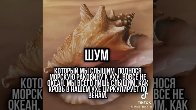 Странный факт про ракушки! Жесть! Вены! Кровь! смотреть онлайн