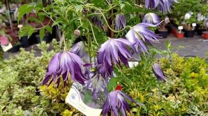 Клематис Блю Сюрпрайз відео