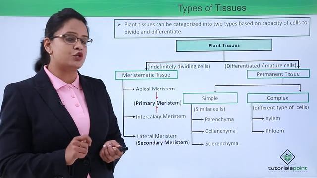 Class10th – Plant Tissues and their Types | Anatomy of Flowering Plant | Tutorials Point