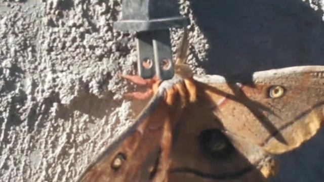 Emperor's moth? Biggest moth I have ever seen. humongous moth! смотреть онлайн