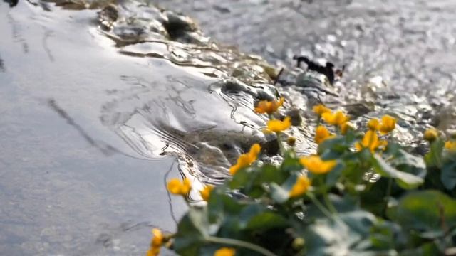 Рихард Штраус | Увертюра Для Оркестра Ли Минор смотреть онлайн