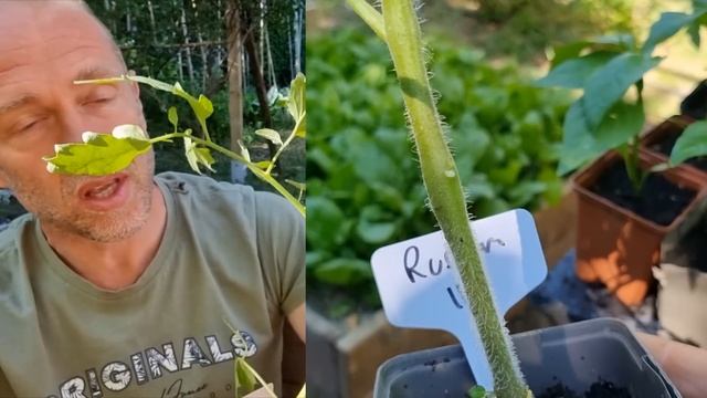 Quels plants de tomates implanter dans votre potager ? #potager #mai2023