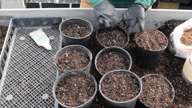 Potting up a Bareroot Perennial смотреть онлайн