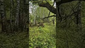 ЛЮДИ ЗАЛЕЗЛИ НА ДЕРЕВО ОТ ДИКИХ КАБАНОВ