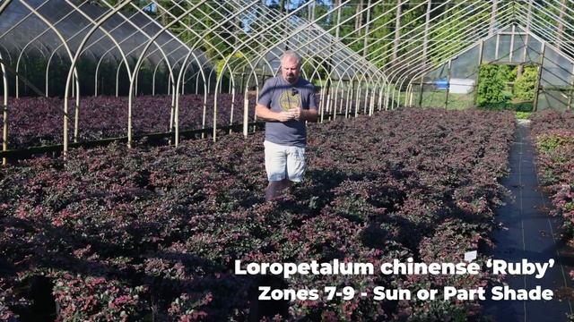 Lots of Fast Growing Screening Plants