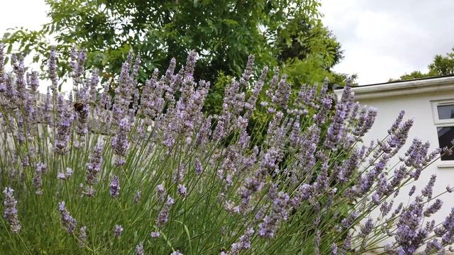 【4K】Lavender Bush with Buzzing Bees - Calming and Relaxing Soundscape (Best With Headphones)