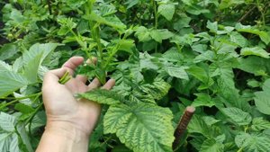 Как формировать малину и зачем? Сад и огород для "ленивых".