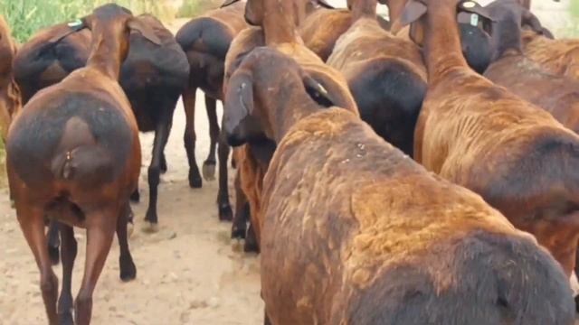 На продажу  Гиссарские овцематки +998946171710