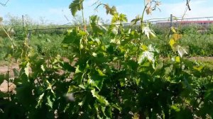 20160613 Виноград Заграва