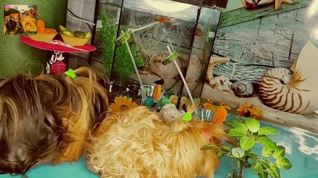 морские свинки на море смотреть онлайн