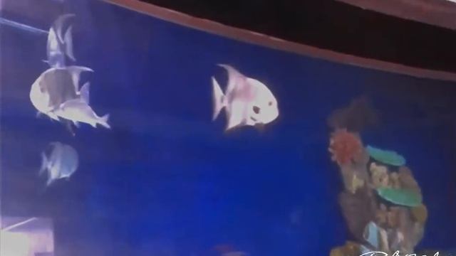 торговый центр остров  канкун  La Isla  Cancun смотреть онлайн