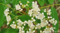 Песни для души. Красивая природа. Плакала рябина. Анатолий Кашка