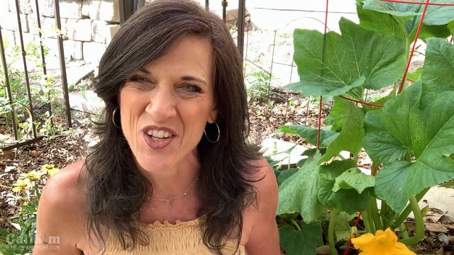 Organic Pest Control Spray for Your Vegetable Garden for Aphids & Chewing Insects