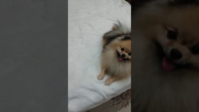 Вечерние будни Олирси Мирослав а-померанский цвергшпиц смотреть онлайн