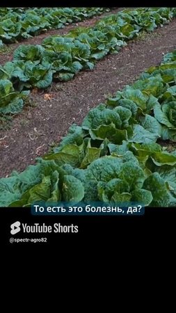 7 лет выращиваю и только недавно понял, как это правильно делать.