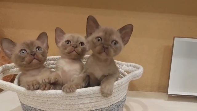 Котята