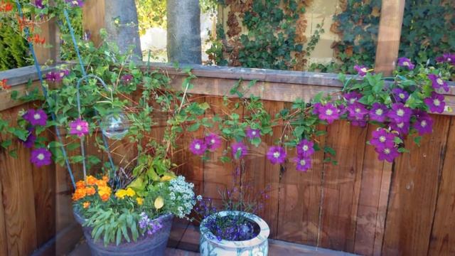 New Tomatoes on the deck