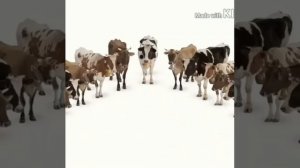 Шаршама тек шаршама