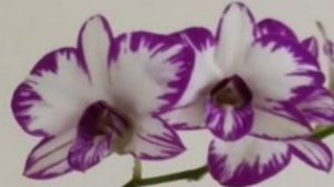 П-8.Ч-2. Посадка дендробиума из 8-ой посылки с кокосового пенька в грунт.