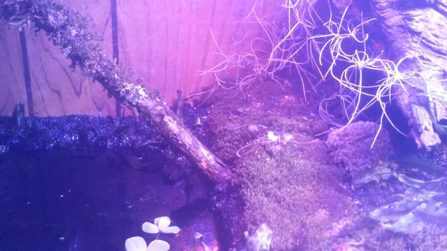 Geosesarma Red devil crabs hunting crickets. Stocked with 12 in terrarium. Vampire crab смотреть онлайн