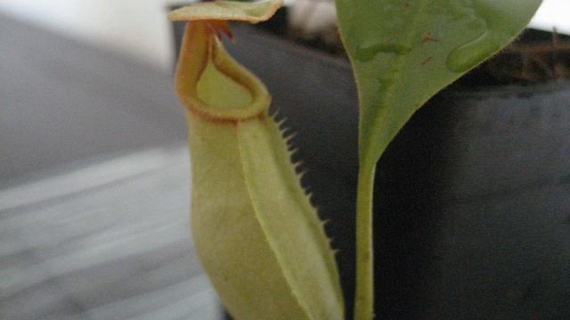 népenthés bicalcarata смотреть онлайн