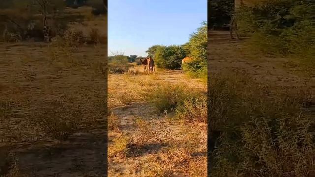 wild camels in desert