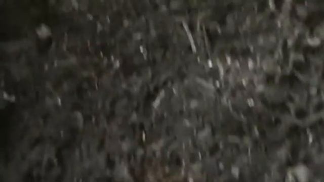 Archimandrita tesselata - Pfefferschaben смотреть онлайн