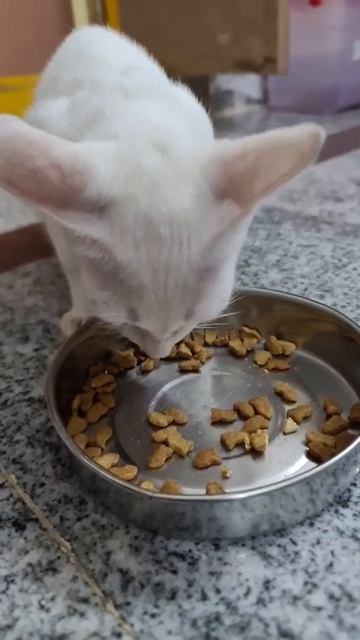 Cute Kitten eating Whiskas Cat food 😋 смотреть онлайн