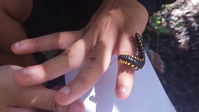 Myriapoda- Diplópode - curso Artrópode. смотреть онлайн