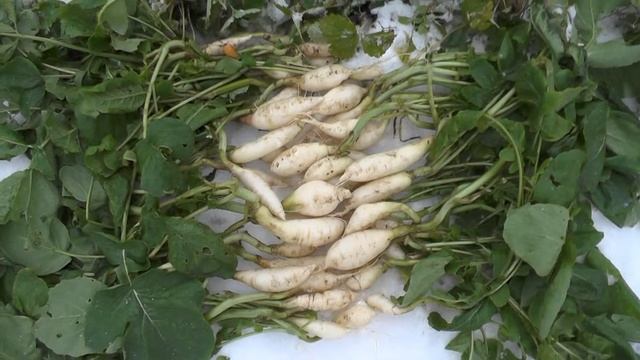 Для дачников КОМИ. смотреть онлайн