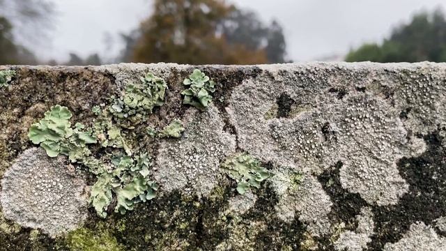 "Pur ti miro, Pur ti godo" - Saxophone duo (L'incoronazione di Poppea - C. Monteverdi) смотреть онлайн