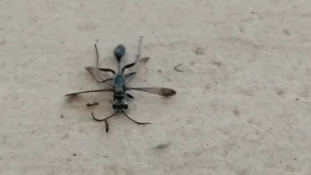 Blue Mud dauber carried by ants смотреть онлайн