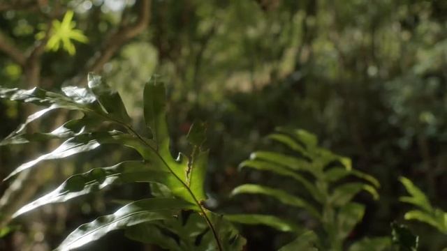 Wind Sounds for sleeping 1 hour~Звук ветра для снаШум листвы смотреть онлайн