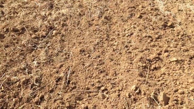 Мишка или Полевка в нива | Бран Инсект ЕООД смотреть онлайн