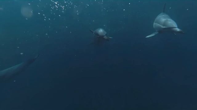 "Dolphin Sounds"🐬🐬 смотреть онлайн