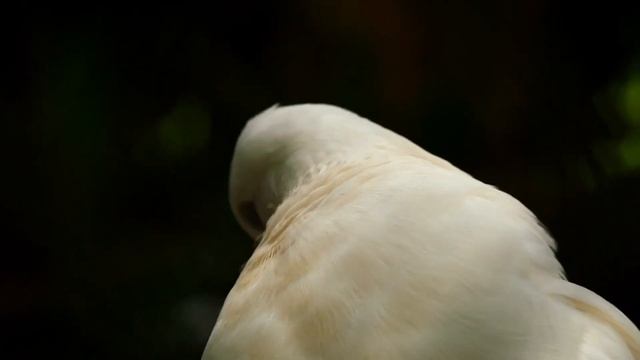 Послушайте эту музыку и вам станет легче смотреть онлайн