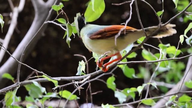 Indochinese Green Magpie смотреть онлайн