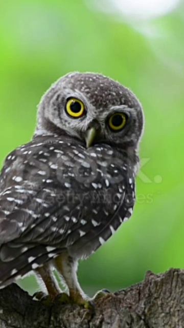 Great horned Owlshorts birds