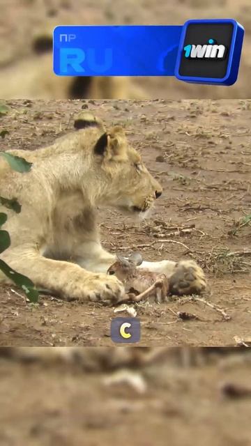 Необъяснимое поведение львицы #животные#animals смотреть онлайн