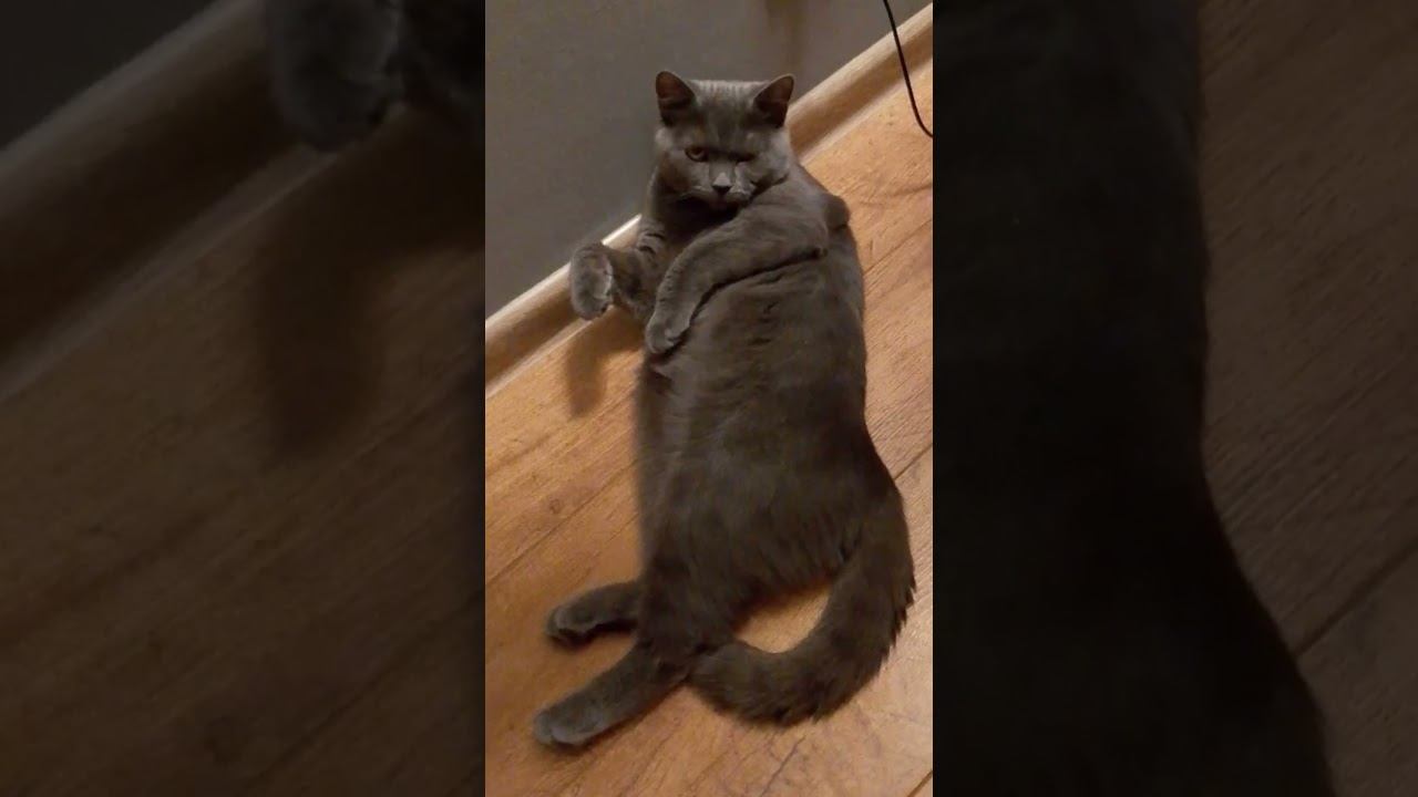 Ну ты, это..заходи, если что..   #cat #funny #viralvideos смотреть онлайн