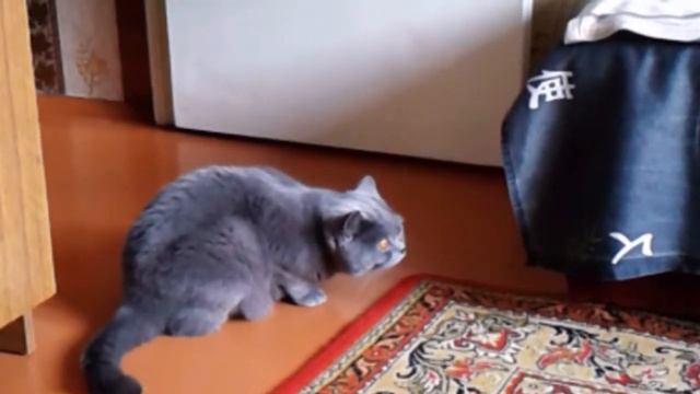 Любимец семьи🤗 #animalshome