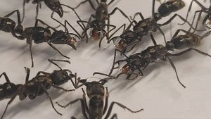 Беспощадные муравьи ( Neoponera villosa)